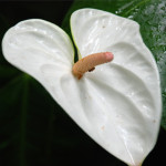 Wholesale Fresh White Anthurium
