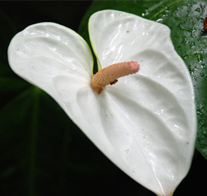 Wholesale Fresh White Anthurium