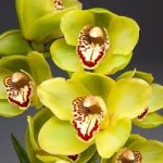 Wholesale fresh orchids Green Cymbidium
