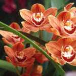 Wholesale fresh orchids Mango Cymbidium
