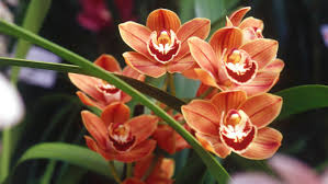 Wholesale fresh orchids Mango Cymbidium