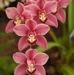 wholesale fresh orchids pink cymbidium