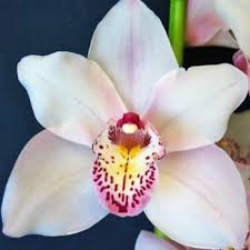 Wholesale fresh orchids white cymbidium