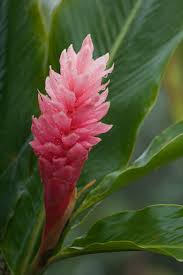 Wholesale Fresh Tropical Pink Ginger