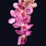 Wholesale fresh orchids Lavendar Mokara