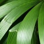 Fresh Wholesale Tropical Palm Leaves Foliage Miami