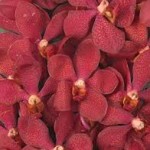 Wholesale fresh orchids Rust Mokara