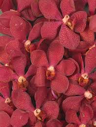 Wholesale fresh orchids Rust Mokara