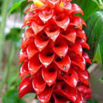 Wholesale fresh tropical Torch Ginger