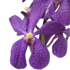 Wholesale fresh orchids Violet Mokara