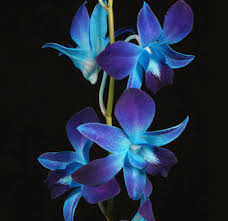 Wholesale fresh orchids Blue Dendrobium