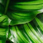 Fresh Wholesale Calathea Leaves Miami