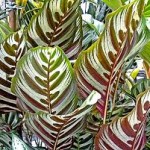fresh wholesale calathea leaves Miami