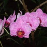 Wholesale fresh orchids Dark Pink Phalaenopsis