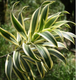 dracaena leaves for floral arrangements