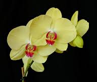 wholesale fresh orchids phalaenopsis