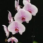 Wholesale fresh orchids Light Pink Phalaenopsis