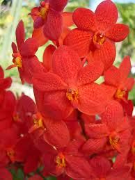 Wholesale fresh orchids Orange Mokara