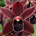 fresh cymbidium orchid flowers