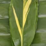 Fresh Wholesale Varigated Aspidrista Leaves Foliage Miami