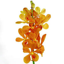 Wholesale fresh orchids Yellow Mokara