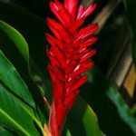 Wholesale fresh tropical Red Ginger