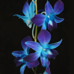 Wholesale fresh orchids Blue Dendrobium