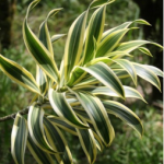 dracaena leaves for floral arrangements