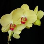 wholesale fresh orchids phalaenopsis