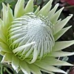 wholesale fresh king protea miami