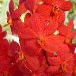 Wholesale fresh orchids Orange Mokara