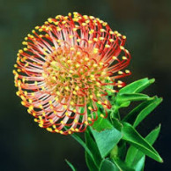 fresh wholesale protea flowers