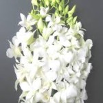 Wholesale fresh orchids White Dendrobium