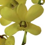 Wholesale fresh orchids Yellow Dendrobium